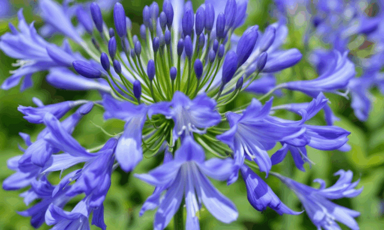 Met deze slimme keukentip houdt je je Agapanthus koel in de zomer!