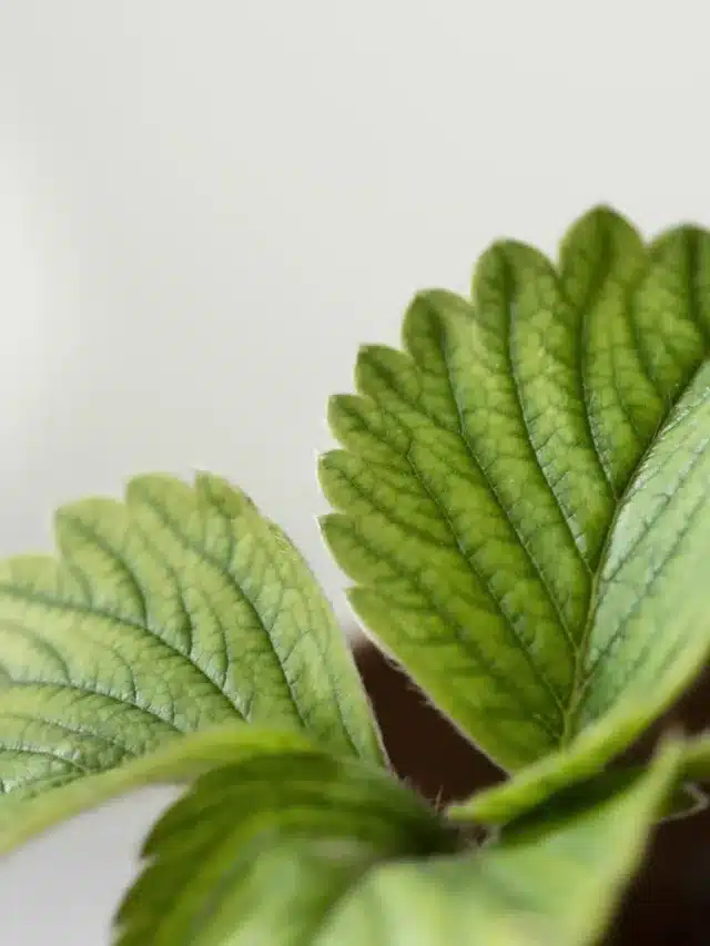 Deze wonderplant verjaagt muggen beter dan lavendel in juli!