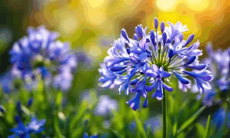 Waarom je Agapanthus deze Zomer 3x Meer Moet Bloeien met Deze Vergeten Meststof
