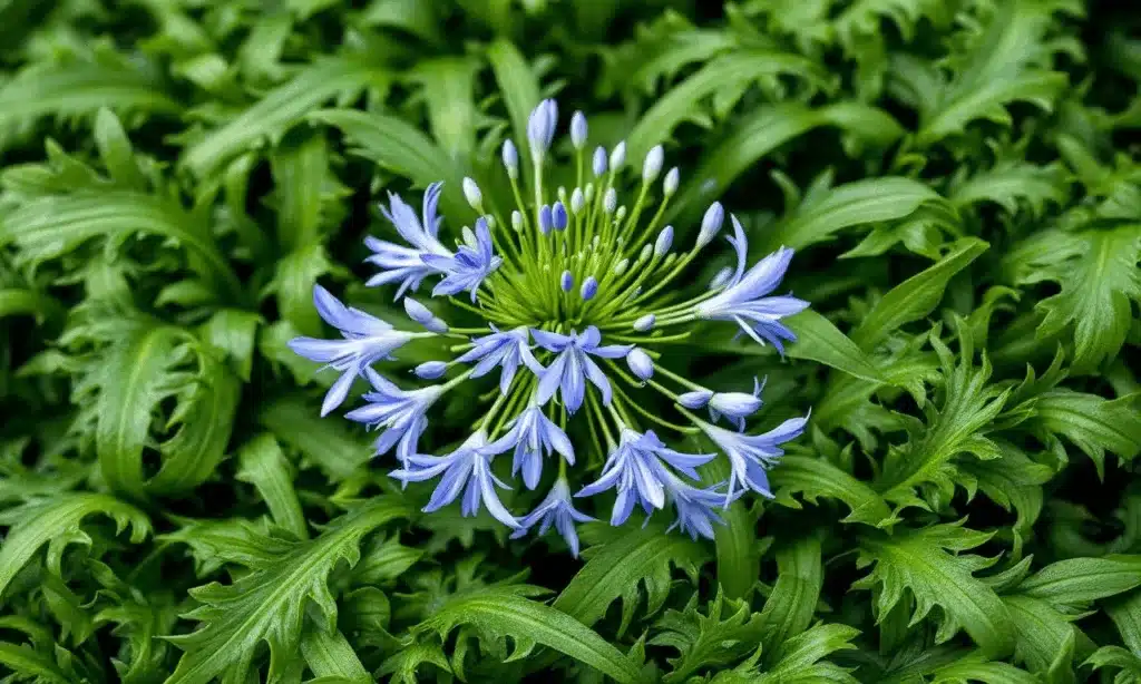 Deze vergeten meststof doet je Agapanthus 3x harder bloeien