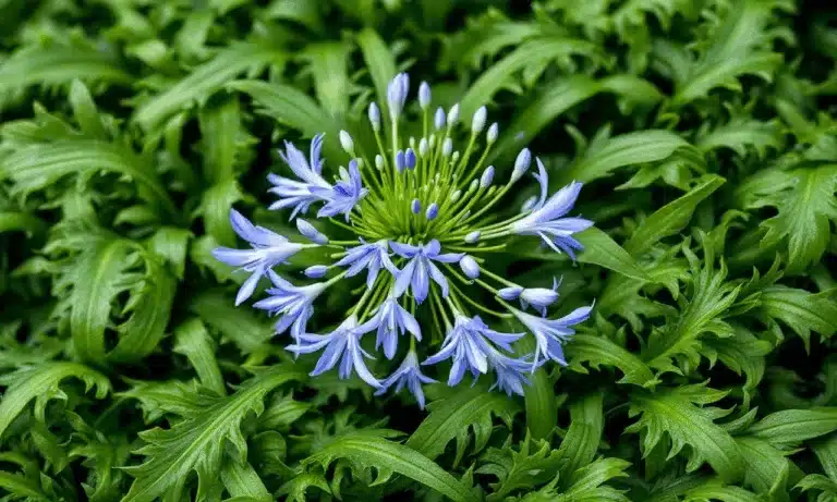 Deze vergeten meststof doet je Agapanthus 3x harder bloeien