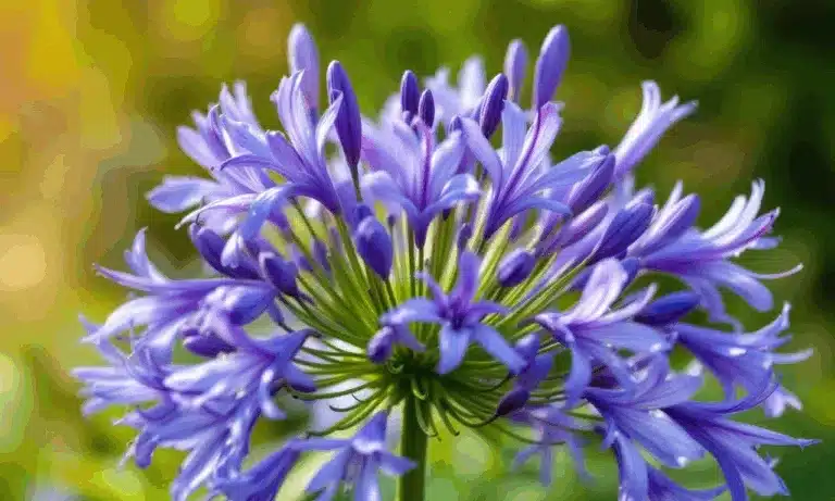 Agapanthus in oktober: wat je nu moet doen voor een zee van bloemen in de lente