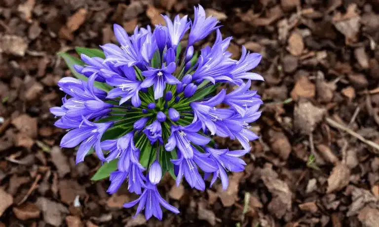 Zo help je je agapanthus de winter door – bescherming tegen vorst en vocht