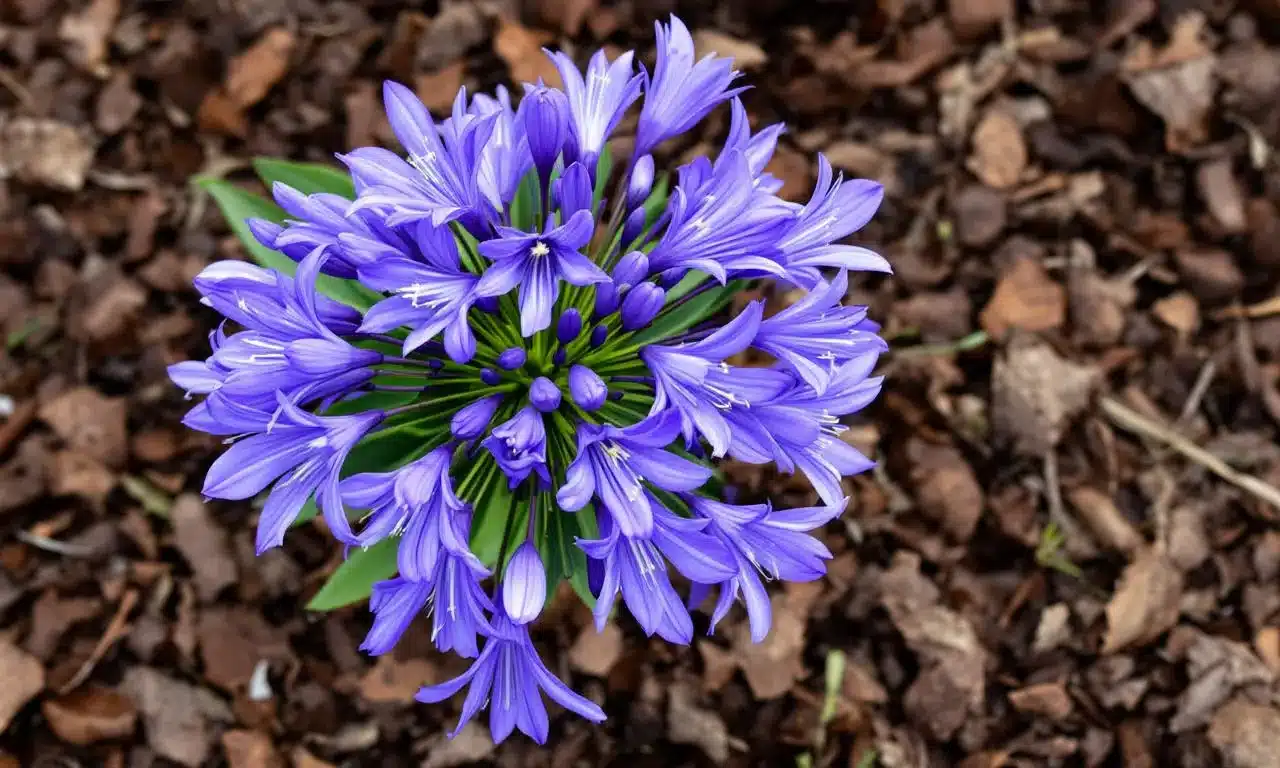 Zo help je je agapanthus de winter door – bescherming tegen vorst en vocht